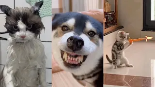 Cutest Pets|A Compilation of Funny and Loveable Animal Moments|Laugh Out Loud with Adorable Pets