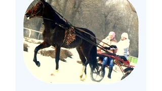 Русские рысаки запряженные в качалки