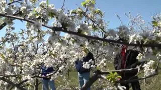 3 (or4?) steps to pruning the mature Gisela cherry orchard