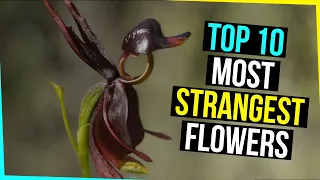 Top 10 Strangest Flowers In The World | 10 Weird Flowers