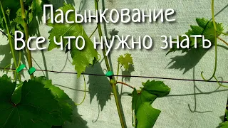 Пасынкование винограда. Как когда и зачем? Делаем правильно. Обязательная зеленая операция