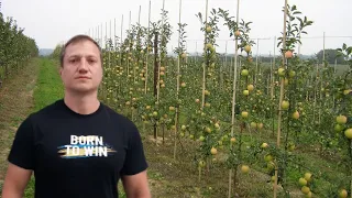 Интенсивные сады яблони в Польше.  Видеообзор садоводства в Польше