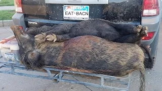 4 Hogs Down In The Wheat Fields - Thermal Hog Hunt