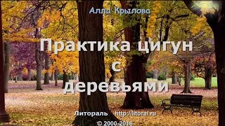 Даосские практики цигун с деревьями