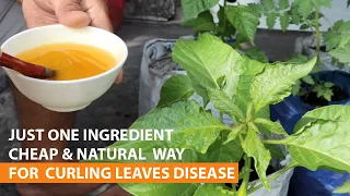 One cheap ingredient to cure curling leaves disease in chili pepper , safe for plant & soil