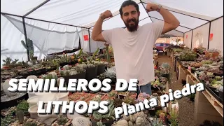 Cómo hacer SEMILLEROS DE SUCULENTAS AFRICANAS/ lithops/ plantas piedra 🪨