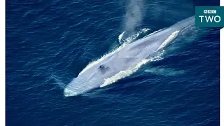 The World's Largest Animal Ever - Nature's Biggest Beasts - BBC Two