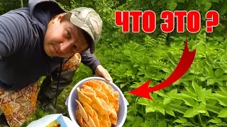 Ведро грибов за 15 минут в мае! Готовим "Лесную курятину" и пробуем на вкус!