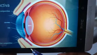 CONJUNCTIVA general structure quick review in easy way!