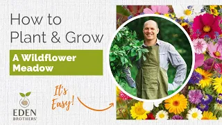 Tutorial on Planting & Growing A Wildflower Meadow