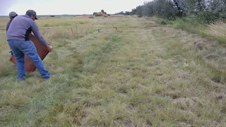 Pheasant Release