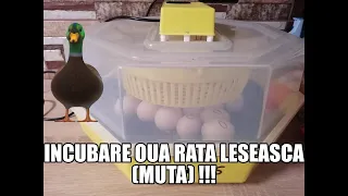 HOW TO INCUBATE DUCK EGGS ? !!!