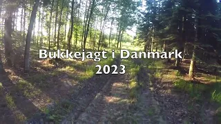 Bukkejagt i Danmark 2023 - Buck hunting Denmark - Bockjagd in Dänemark