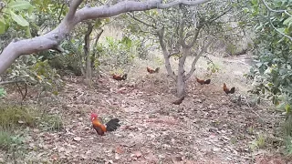 AYAM HUTAN JANTAN : Aksi Memikat Ayam Hutan Terbaik Di Alam Liar