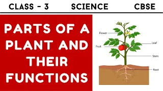 Class 3 Science Ch 6 - Parts of a Plant and their Functions | for Class 3 CBSE in Hindi - English