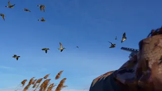 Late season duck hunt. "Amazing footage on public land”