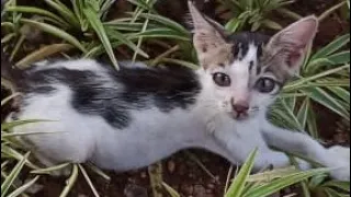 A Small And Sad Kitten Standing On The Side Of The Road Waiting For Help ( After Two Weeks)