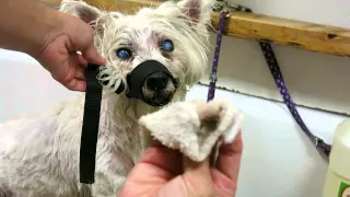 West Highland Terrier Dog Eye Cleaning Step By Step Dog Face Cleaning