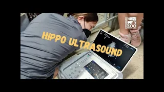 Doing an Ultrasound on Hippo Bibi  - Cincinnati Zoo