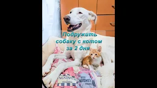 Как подружить собаку с котом за 2 дня 🐕 😺