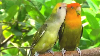 Peach-Faced Lovebirds Chirping and Call Sounds - Orange-Head Green Opaline & Orange-Faced Dark Green