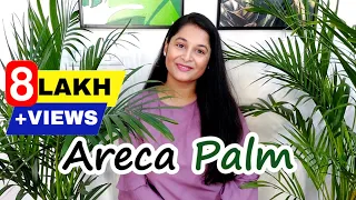 Areca Palm Complete Care Tips | How to Save and Water Areca Palm Leaves | #gardening #arecapalm