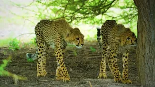 Amazing Wild Botswana   Nature and Wildlife in 8K   Film Trailer 480p
