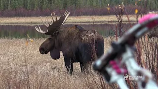 Hunting with the Moose Rack moose decoy by Montana Decoy