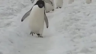 Походка пингвинов 🐧🐧