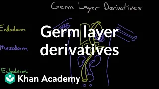 Germ layer derivatives | Behavior | MCAT | Khan Academy