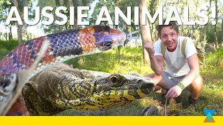 4 ICONIC AUSTRALIAN ANIMALS! ft. Monitor Lizard, Koala, Echidna & Coral Snake