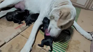 Mother Dog Cleaning Newborn Puppy - ASMR Dog Licking