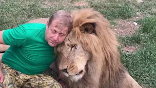 Как мы выгоняли львов из вольера и УГОВАРИВАЛИ ВОЖАКА ЧУКА ! Russian Lion man !