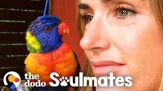Wild Lorikeet Brings Girlfriend to Meet Human Mom | The Dodo Soulmates