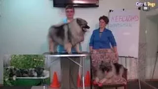 Cats&DogsTV - УДИВИТЕЛЬНЫЙ МИР СОБАК - КЕЕСХОНД ВОЛЬФШПИЦ / KEESHOND VOLFSHPIC