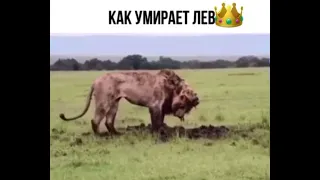 Как умирает ЛЕВ 🦁😫😣😞