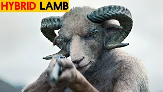 Lamb 2021 Movie Explained in Hindi | Lamb | VK Movies