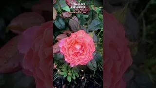 Роза Бельведер в моем саду 03.08.21. Tantau, 2001, Германия,  Belveder Rose in my garden. #Shorts,