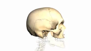 Skull Tutorial (3) - Sutures of the skull - Anatomy Tutorial