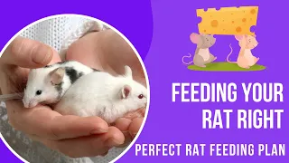 Feeding Frenzy: A Complete Guide to Nourishing Your Pet Rat | Mastering Rat Feeding 101