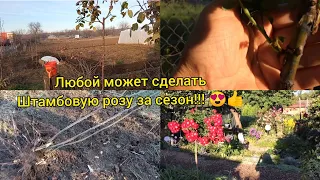 Как сделать штамбовую розу за сезон?😃Где я беру подвои для штамба?Развитие розового штамба за сезон