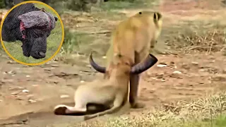 Fierce Buffaloes Attack Lion By Pair of Sharp Horns- This Is Why Lion Shouldn't Challenge Buffaloes