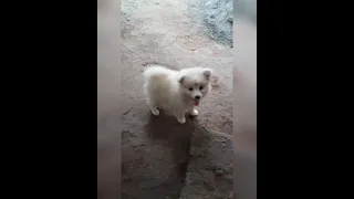 Cute Pomeranian Puppy.... So cute to see.... Subscribe for More Videos....