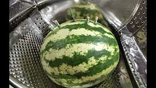 Compilation - Watermelons - in a Washing Machine