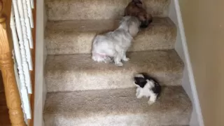 The puppies first time using the stairs.  Too funny!