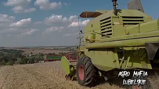 Żniwa 2023 w lubelskim! Claas mercator 75, Zetor 7341, Gomar