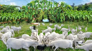 Genius Method to Raise Goats & Grow Organic Food on a Free-range Farm! Planting and Feeding Goats!