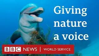 Could giving nature rights help fight climate change? - The Climate Question, BBC World Service