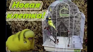 Новая клетка для попугая! Ура! Большая клетка для Чики. The parrot cage