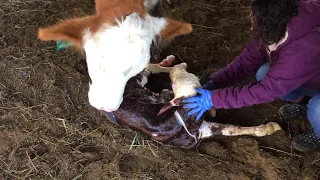 Creamsicle, the cow, Gives Birth to a Bull Calf